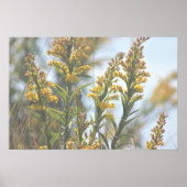 Gelbe Wildblumen Poster (Vorne)