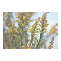 Gelbe Wildblumen Poster
