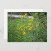 Gelbe Wildblumen Postkarte (Vorne/Hinten)
