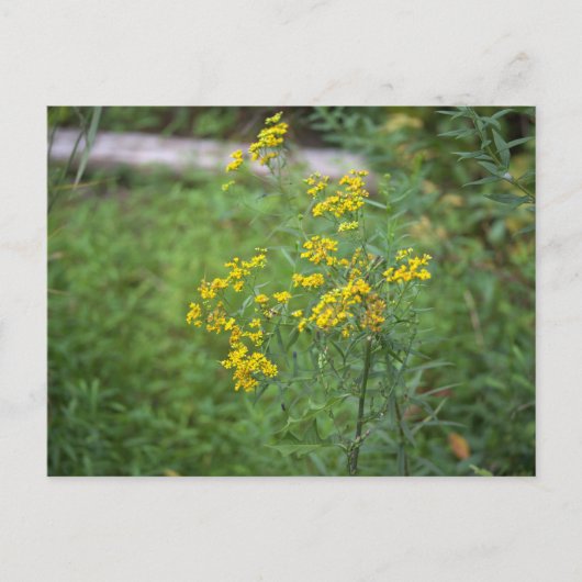Gelbe Wildblumen Postkarte (Vorderseite)