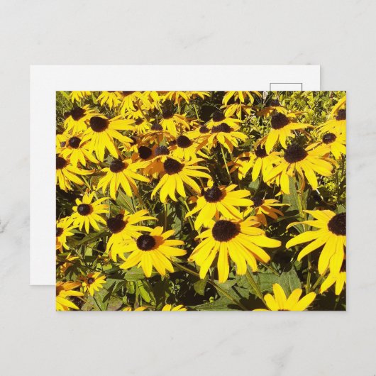 Gelbe Wildblumen Postkarte (Vorne/Hinten)