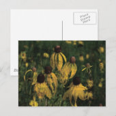 Gelbe Wildblumen Postkarte (Vorne/Hinten)