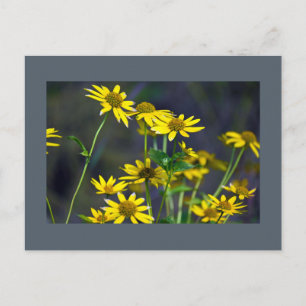 Gelbe Wildblumen-Postkarte Postkarte