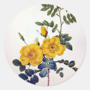Gelbe Wilde Rosen, Pierre Joseph Redouté Runder Aufkleber