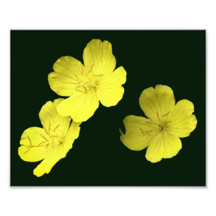 Gelbe Wildgeranin-Blume 8x10 Fotodruck