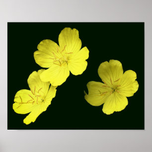 Gelbe Wildgeranine-Blume Poster