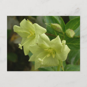 Gelbe Willoworter Blüten, Insel Unalaska Postkarte