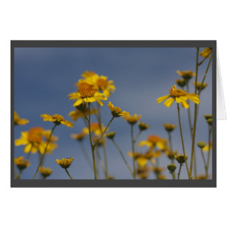 Gelbe Wüste Wildblume