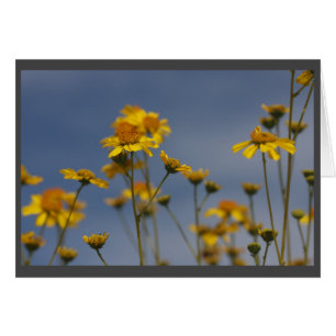 Gelbe Wüsten-Wildblume