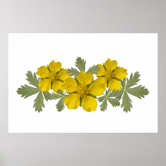 Gelbe Yosemite-Wildblumen-Poster Poster (Vorne)