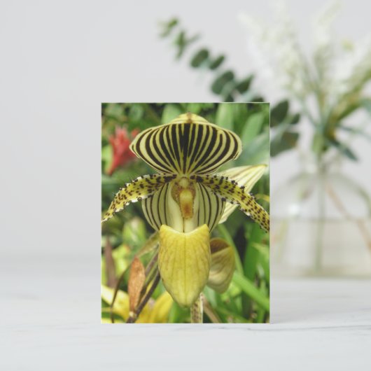 Gelbe Zebra Streifen Orchid Postkarte (Stehend Vorderseite)