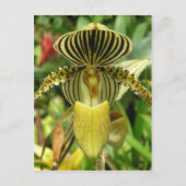 Gelbe Zebra Streifen Orchid Postkarte (Vorderseite)