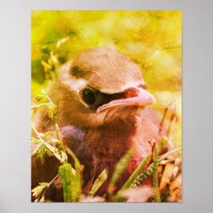 Gelbe Zedern-Seidenschwanz-Jungvogel-Vogel-Kunst Poster