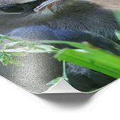 Gelbe Zedernvogel Waxwing Fledgling Bird 8x10 Fotodruck (Ecke)