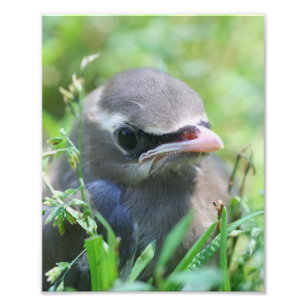 Gelbe Zedernvogel Waxwing Fledgling Bird 8x10 Fotodruck