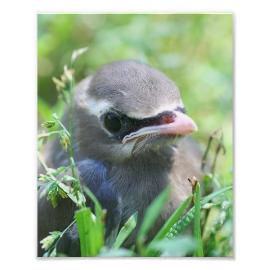 Gelbe Zedernvogel Waxwing Fledgling Bird 8x10 Fotodruck (Vorne)