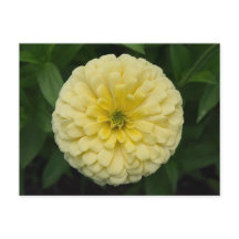 Gelbe Zinnia-Blume Postkarte