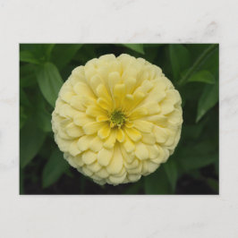Gelbe Zinnia-Blume Postkarte