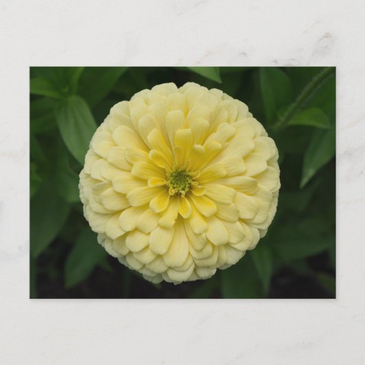 Gelbe Zinnia-Blume Postkarte (Vorderseite)