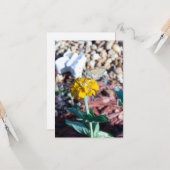 Gelbe Zinnia Floral mit Moth Fotografy Karte (Vorderseite/Rückseite Beispiel)