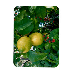 Gelbe Zitronen mit roten Beeren Magnet