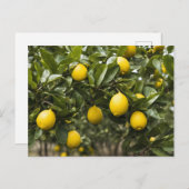 Gelbe Zitronen wachsen auf einem Baum Postkarte (Vorne/Hinten)
