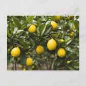 Gelbe Zitronen wachsen auf einem Baum Postkarte (Vorderseite)