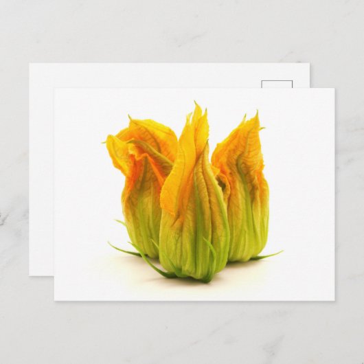 Gelbe Zucchini Blume Postkarte (Vorne/Hinten)