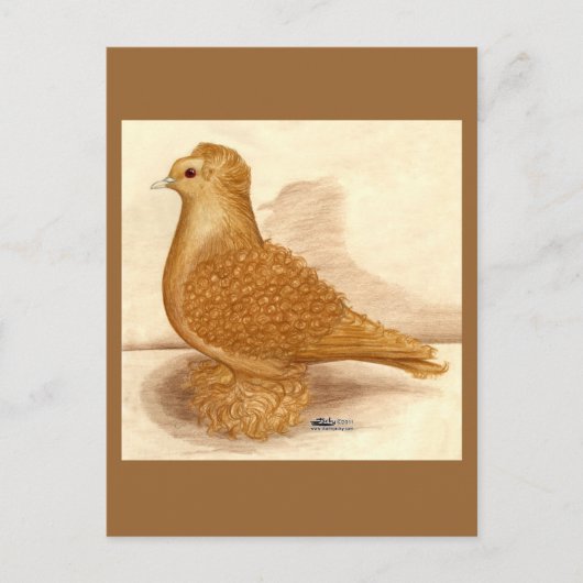 Gelbe Zwergtaube Postkarte (Vorderseite)