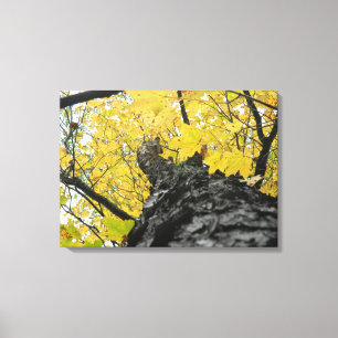 gelbem Herbstlaub oben betrachten Leinwanddruck