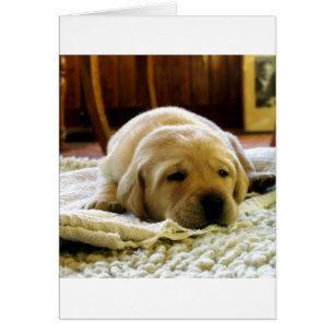 Gelber 2-Labrador-Welpe