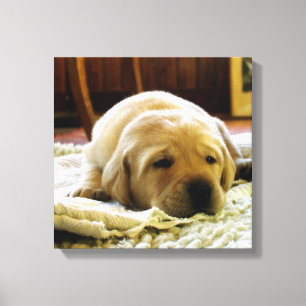 Gelber 2-Labrador-Welpe Leinwanddruck