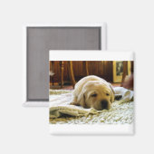 Gelber 2-Labrador-Welpe Magnet (Vorderseite/Rückseite)