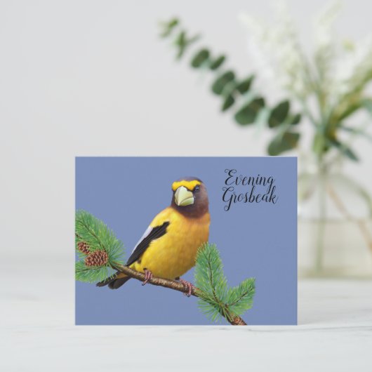 Gelber Abend Bird Grosbeak Postkarte (Stehend Vorderseite)
