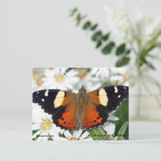 Gelber Admiral-Schmetterling Postkarte (Stehend Vorderseite)