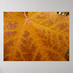 Gelber Ahornblatt Herbst Abstrakt Natur Poster