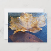 Gelber Ahornblätterblättriger Ahornblättriger, gef (Vorderseite)