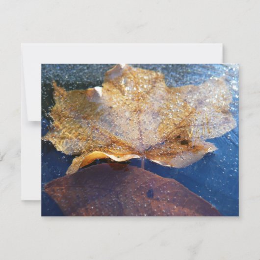 Gelber Ahornblätterblättriger Ahornblättriger, gef (Vorderseite)