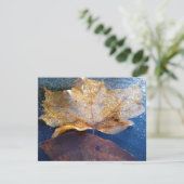 Gelber Ahornblätterblättriger Ahornblättriger, gef (Stehend Vorderseite)