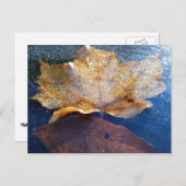 Gelber Ahornblätterblättriger Ahornblättriger, gef Postkarte (Vorne/Hinten)