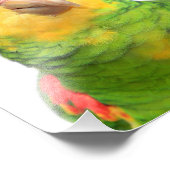 Gelber Amazon Fotodruck (Ecke)