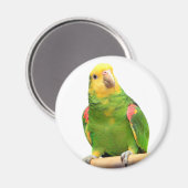Gelber Amazon Magnet (Vorderseite/Rückseite)