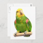 Gelber Amazon Postkarte (Vorne/Hinten)