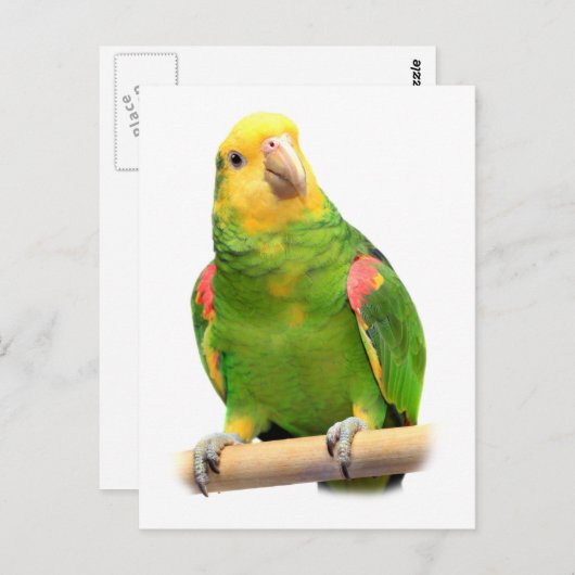 Gelber Amazon Postkarte (Vorne/Hinten)