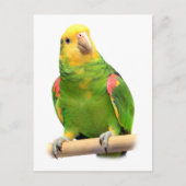 Gelber Amazon Postkarte (Vorderseite)