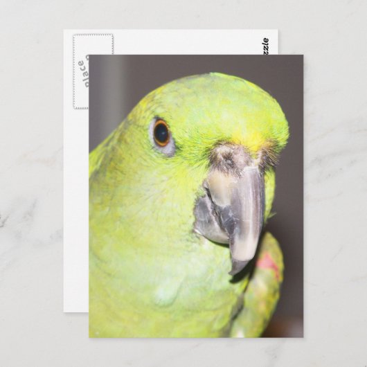 Gelber Amazonaspapagei (Nah oben) Postkarte (Vorne/Hinten)