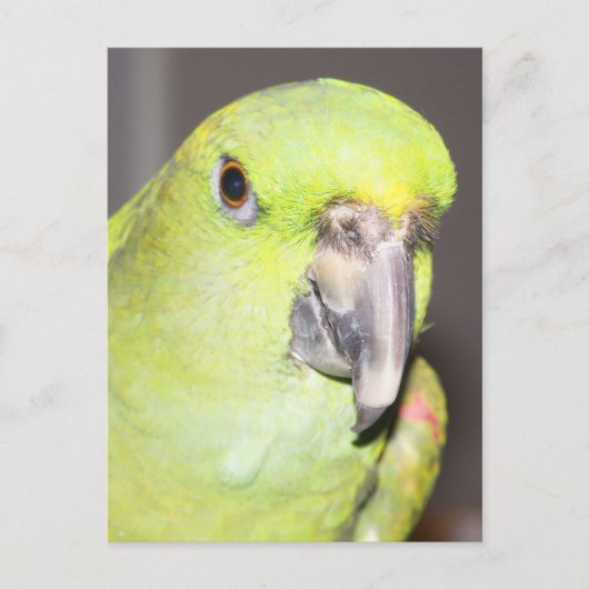 Gelber Amazonaspapagei (Nah oben) Postkarte (Vorderseite)