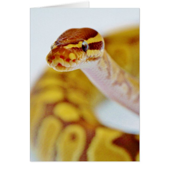 Gelber Ball Python Head (Vorne)