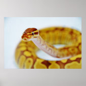 Gelber Ball Python Head Poster (Vorne)
