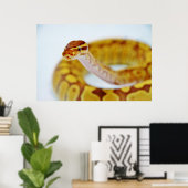 Gelber Ball Python Head Poster (Heimbüro)